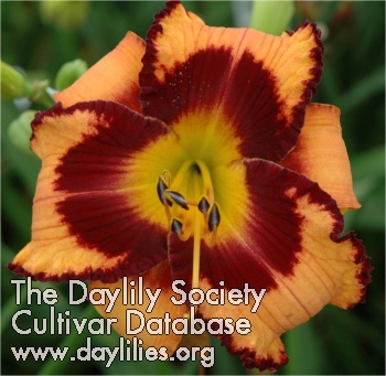 Daylily Ancient Whispers